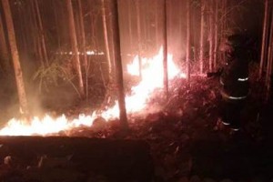 Ribuan Pohon Jati dan Mangga Terbakar